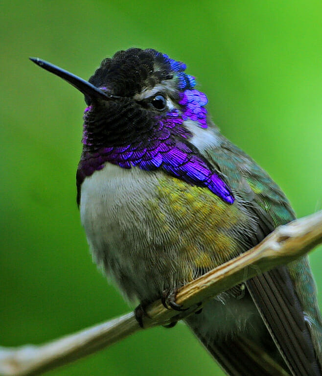 Noah-Strycker-volare-colibrì
