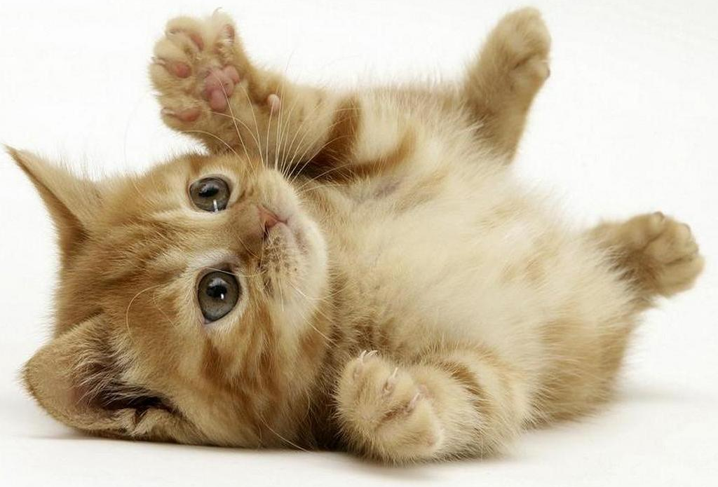 gatto