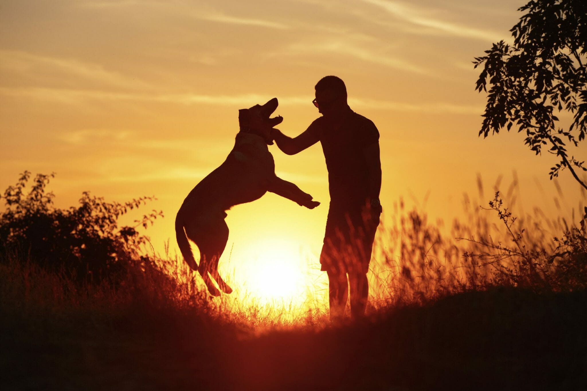 5 commoventi storie di grande amicizia tra uomini e animali