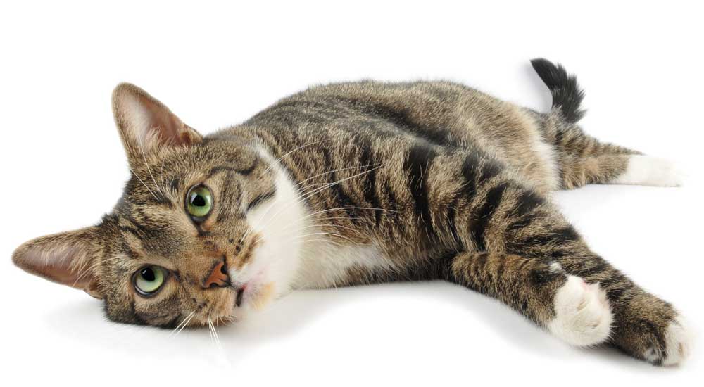 Le avventure del gatto filosofo