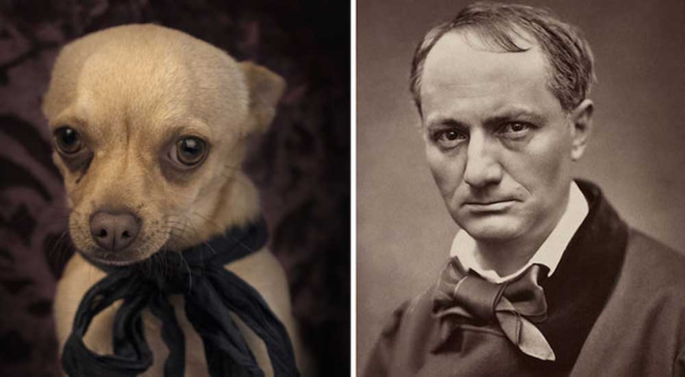 14 cani in cerca di un padrone che somigliano ai grandi della letteratura – Gallery