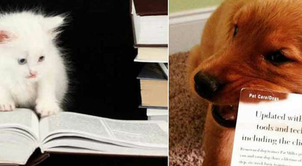 Gatto o cane: chi è il miglior amico del libro? – Prima parte