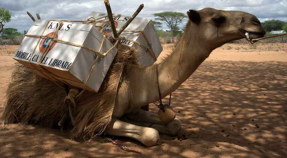 Kenya: la biblioteca itinerante è… un cammello. La storia (e le foto)