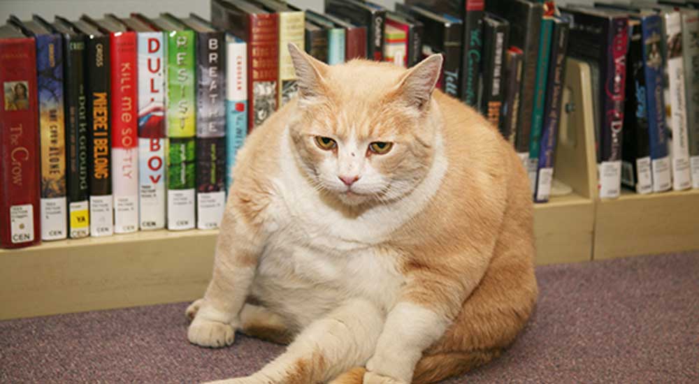 “Gatti di biblioteca”: dall’America all’Italia, le storie dei felini che vivono tra i libri