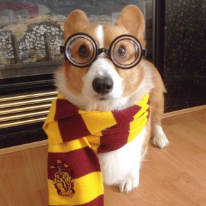 Cane Harry Potter