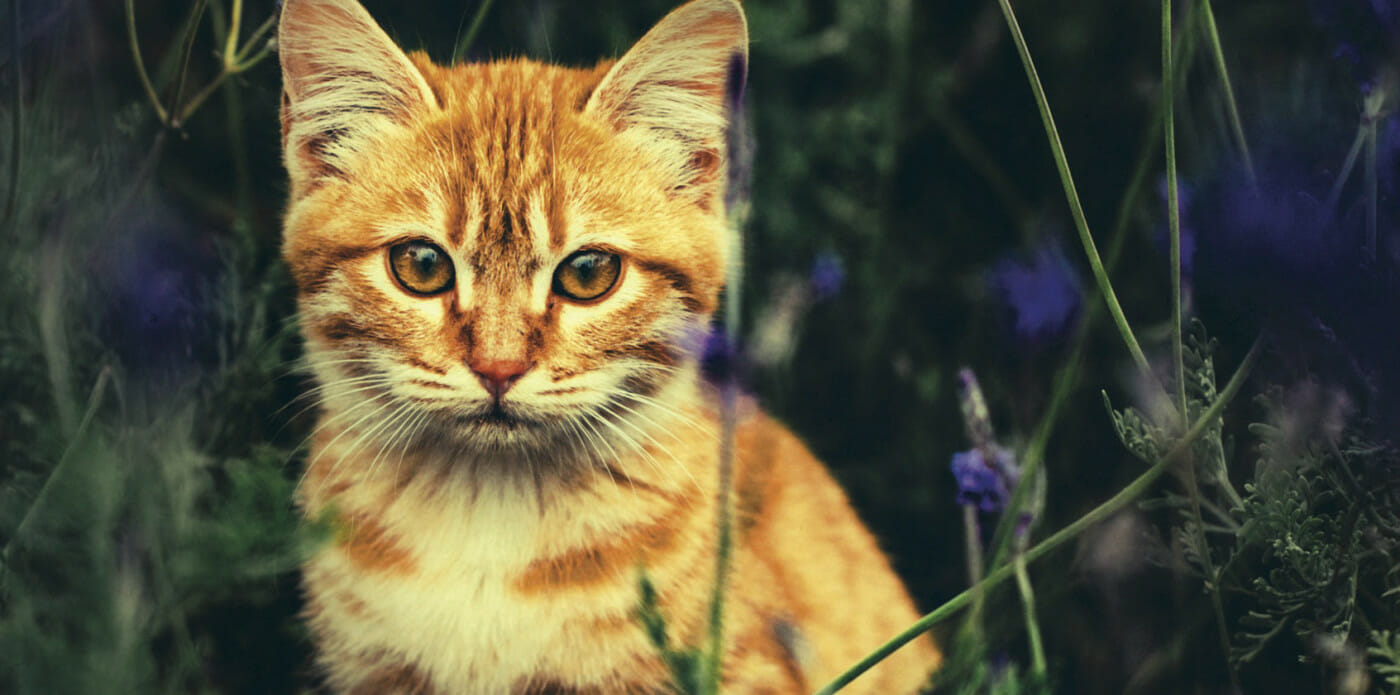 Alfie, il gatto che legge nel cuore degli umani