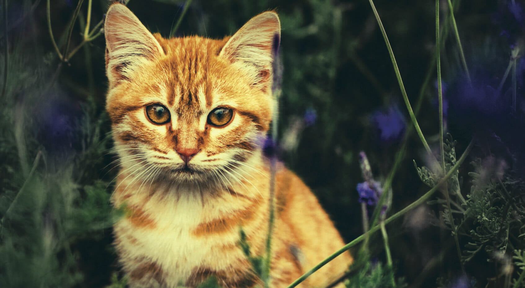 Wells Il gatto che aggiustava i cuori