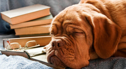 10 motivi per cui un cane, come un libro, è il miglior amico dell’uomo
