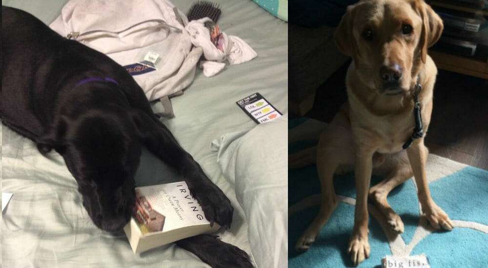 Cani con un debole per i libri: le foto