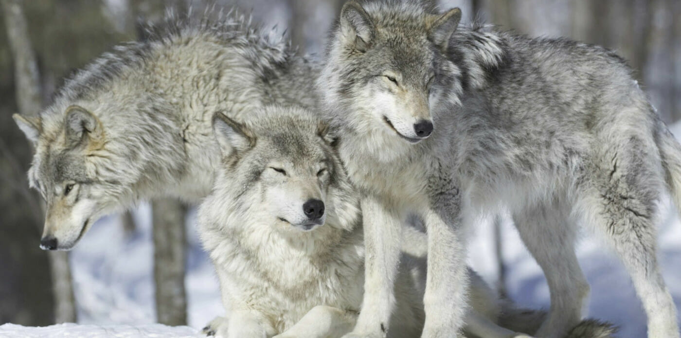 Il viaggio di un branco di lupi alla ricerca della libertà nella natura selvaggia