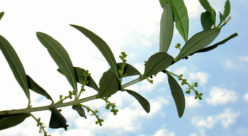 Una riflessione d’autore in vista della Domenica delle Palme