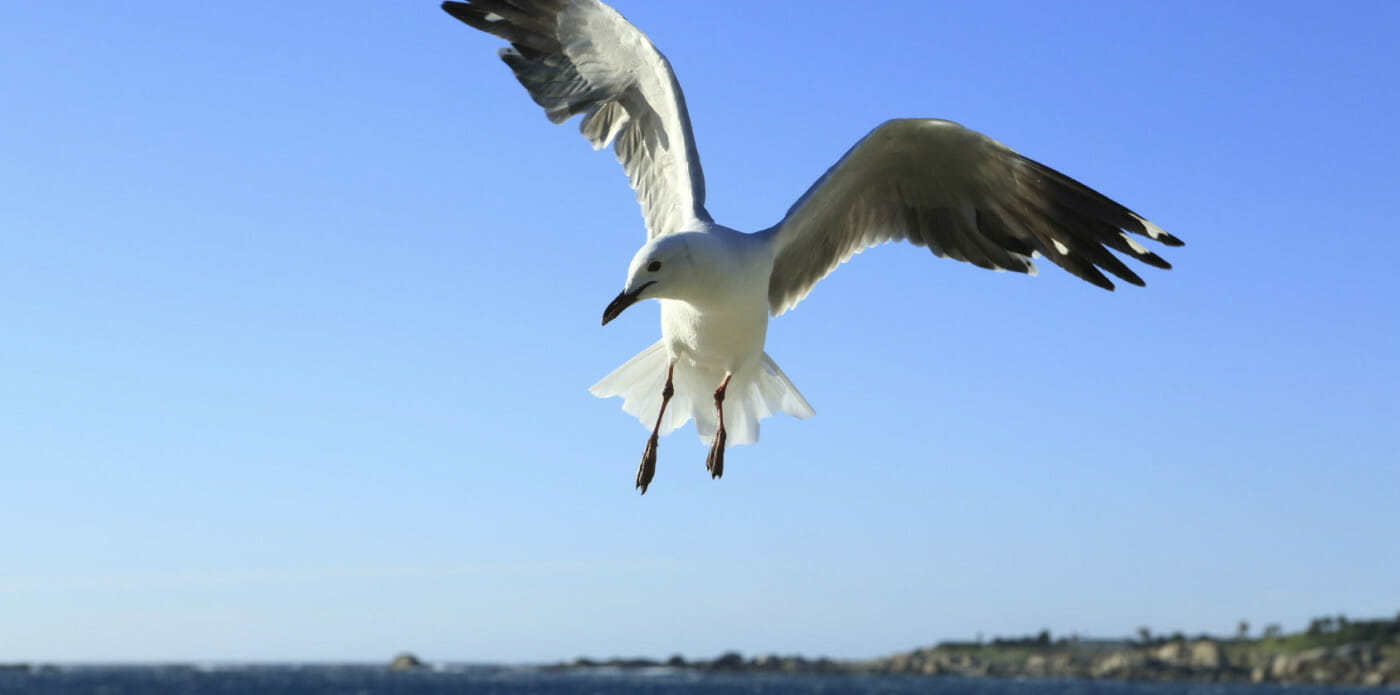 Leggere “Il gabbiano Jonathan Livingston” mi ha cambiata