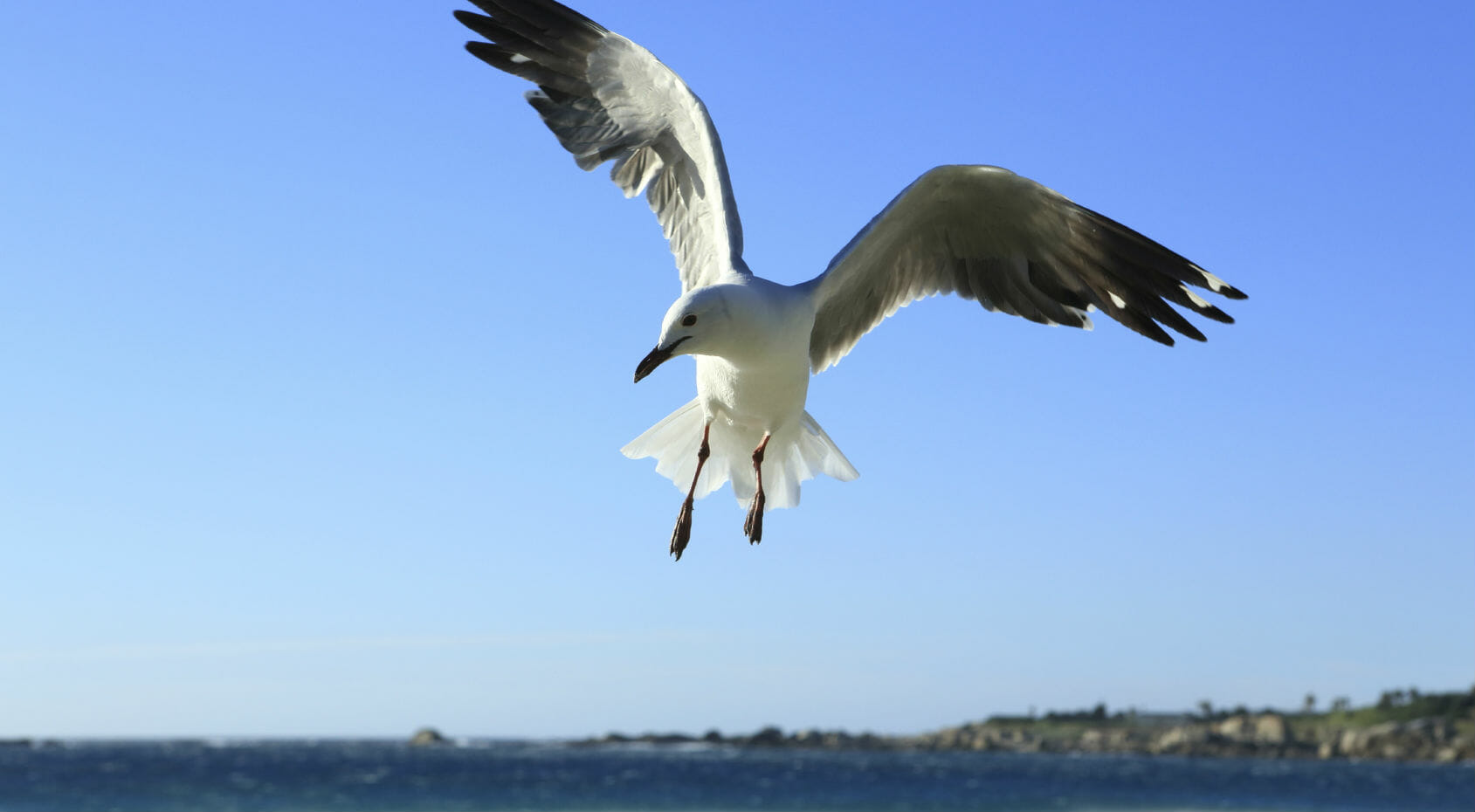 Leggere Il gabbiano Jonathan Livingston mi ha cambiata