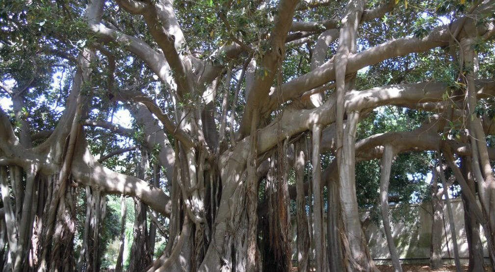 Palermo si trasforma in un grande giardino letterario all’aperto