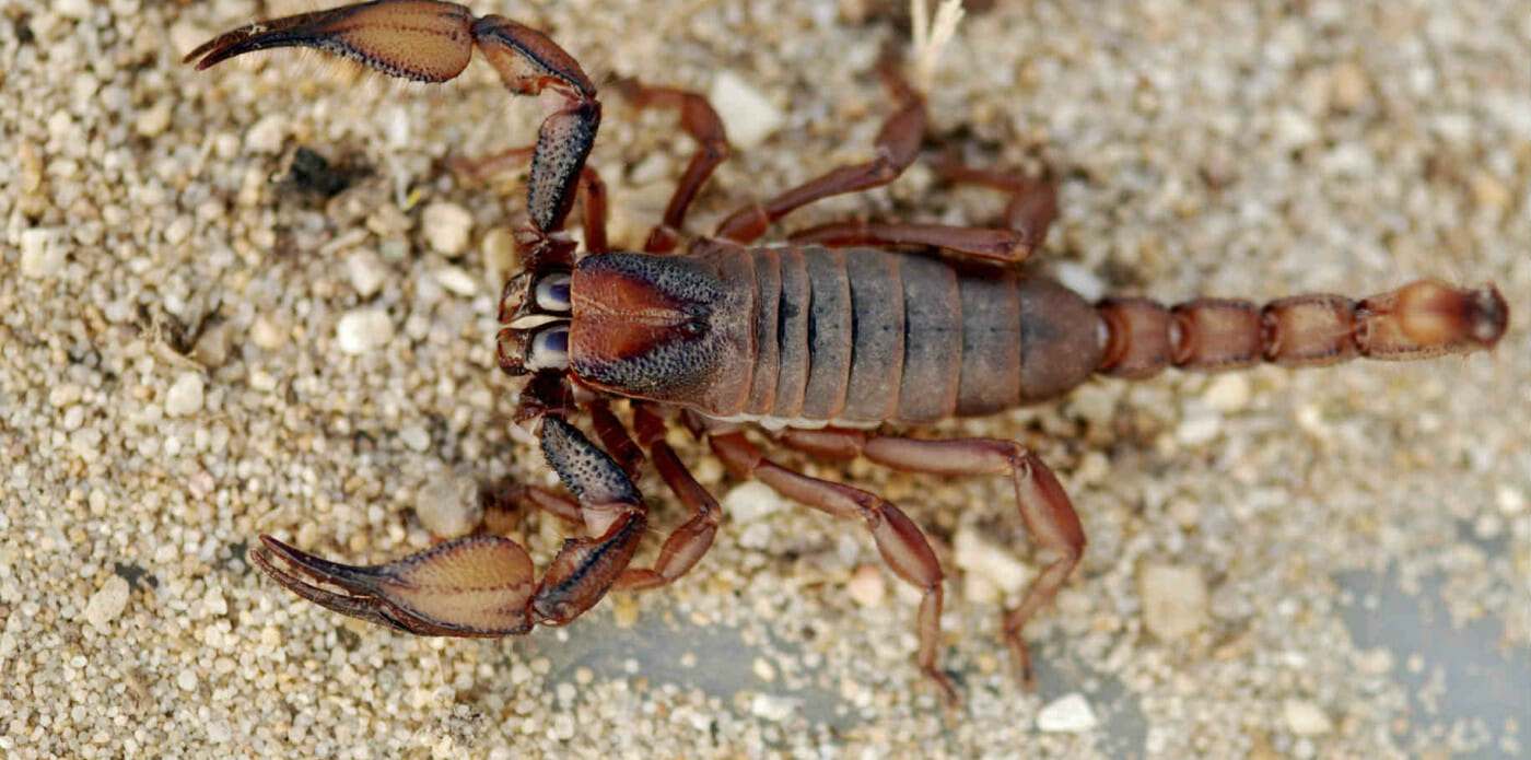 scorpione