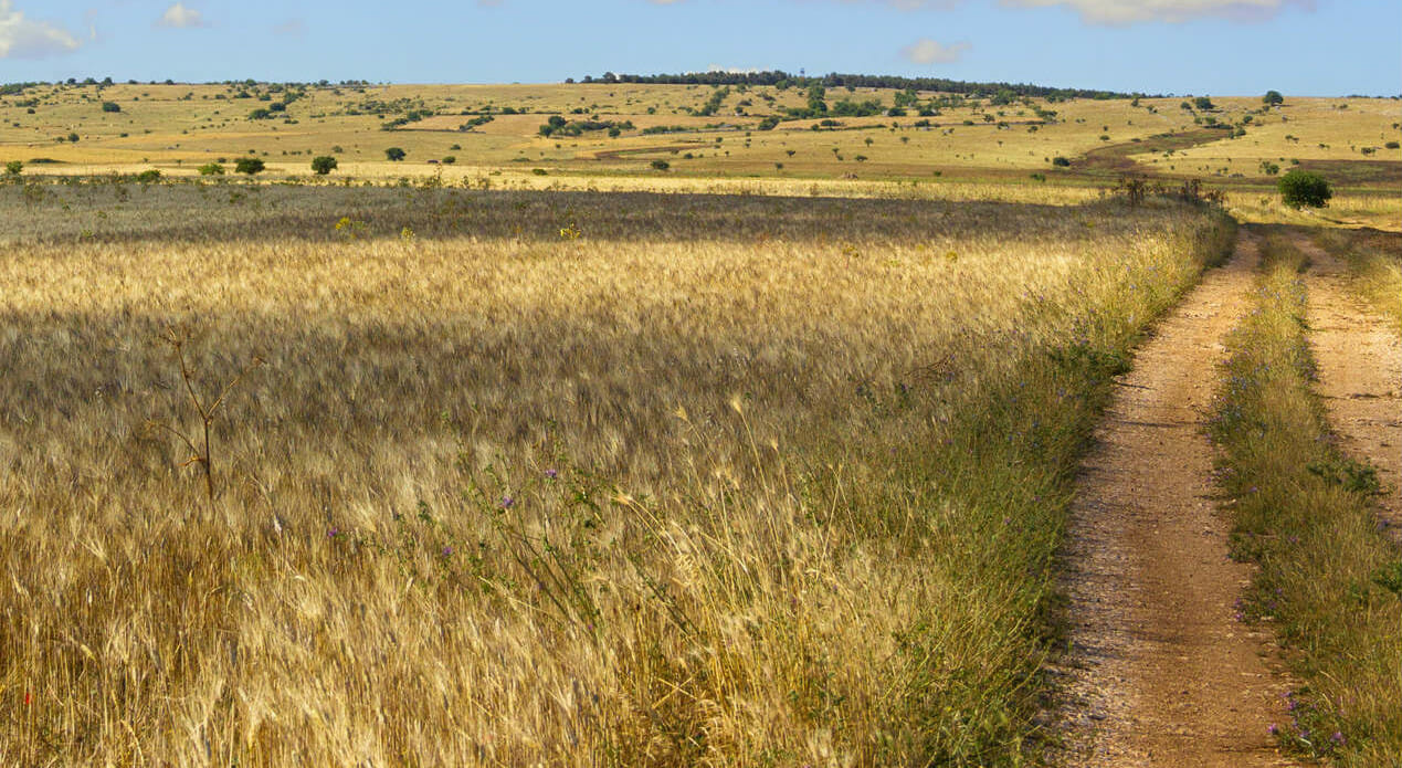 campagna campi