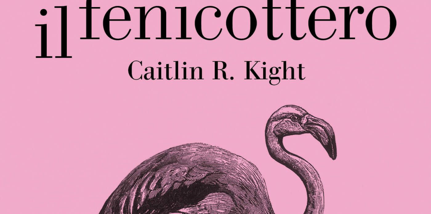 fenicottero