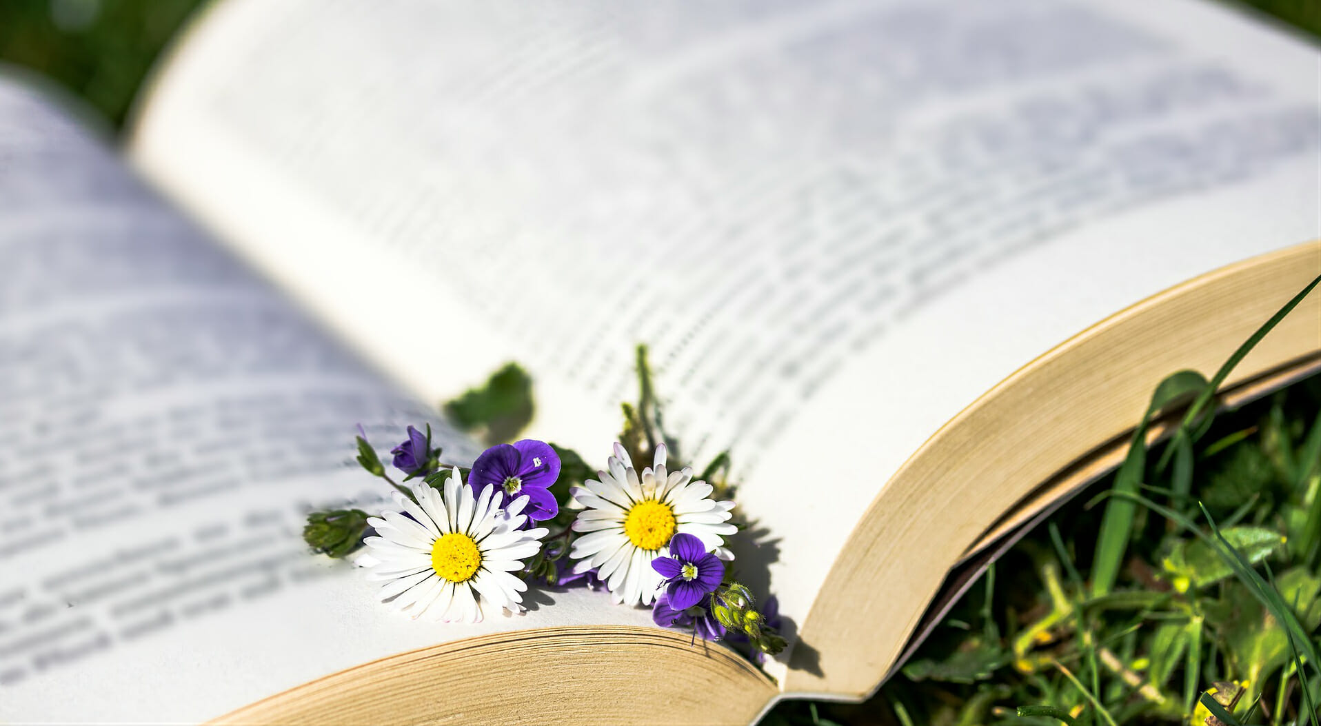 libro libri book books segnalibro fiori margherita margherite fiore prato lettore lettura leggere