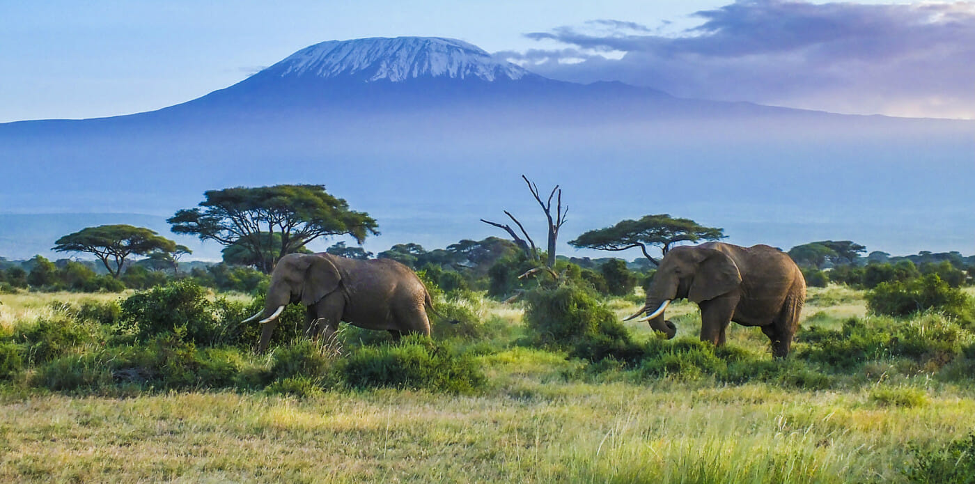 elefanti animali africa