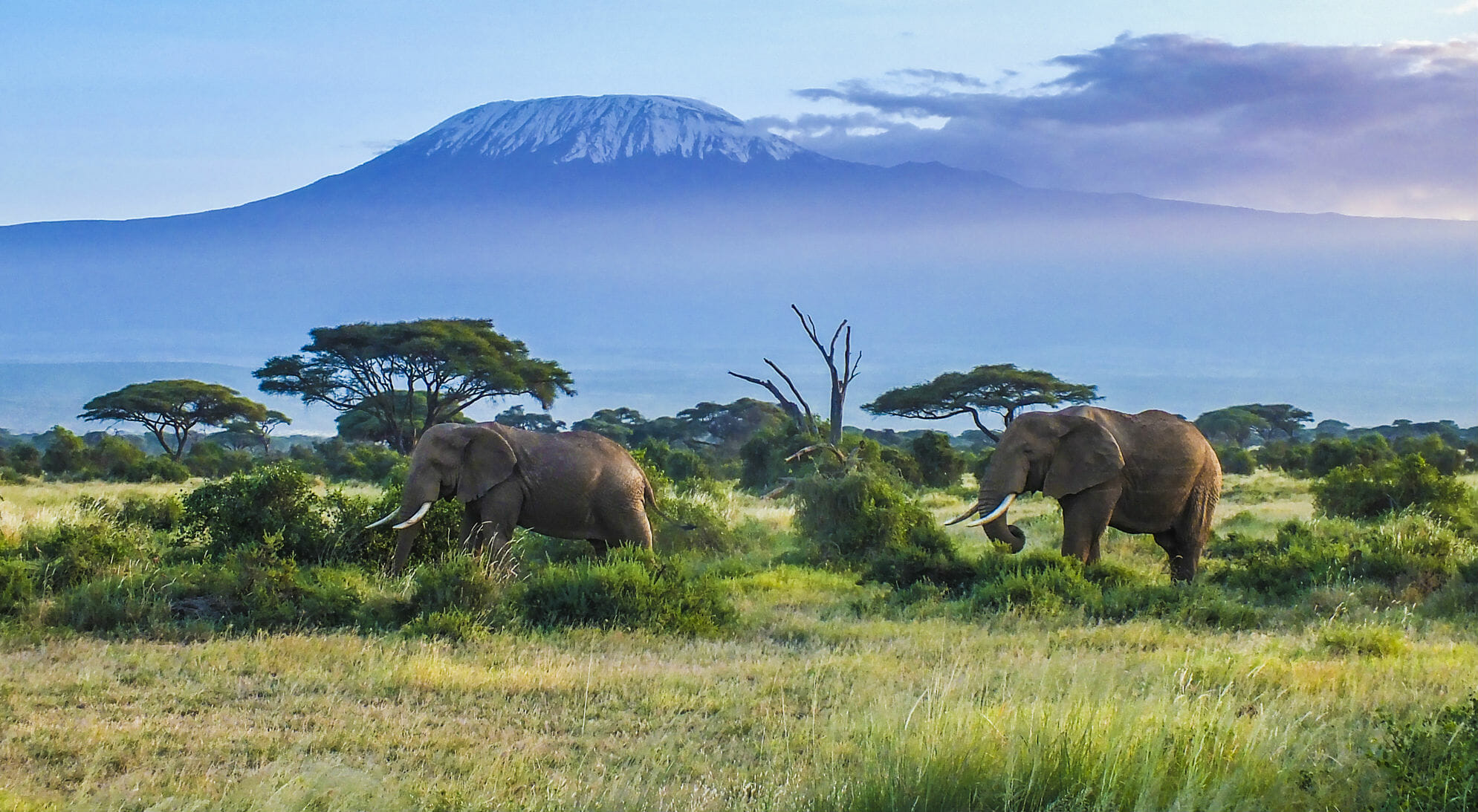 elefanti animali africa