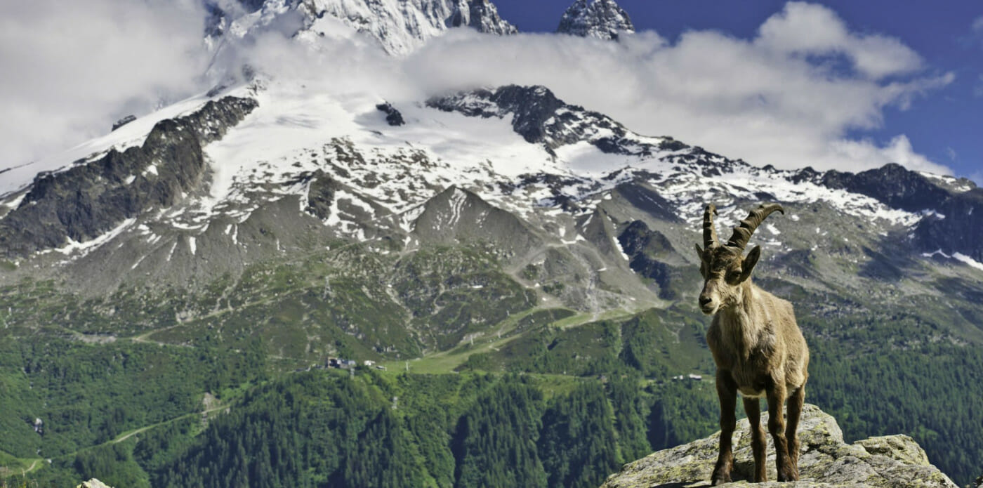 stambecchi montagna