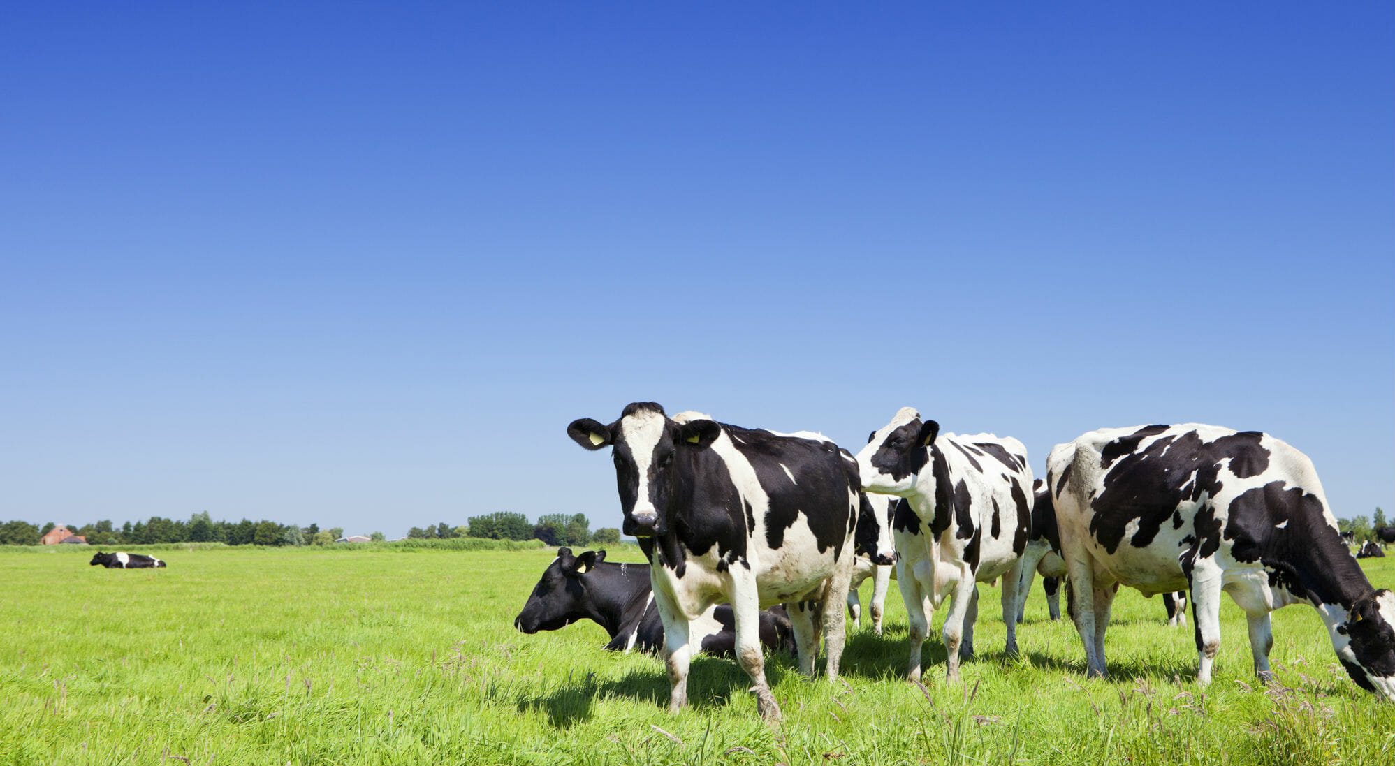 mucche campagna contadini natura verde