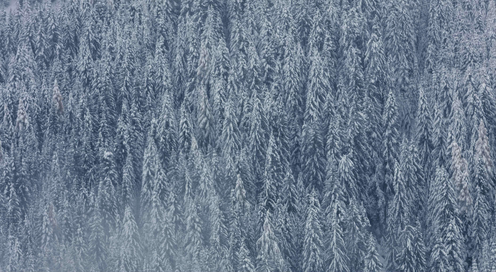 neve inverno montagna natura foresta alberi