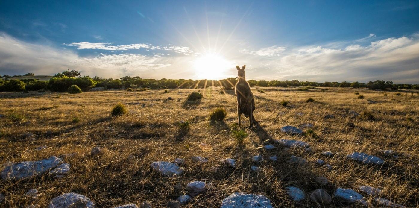 australia campagna canguri