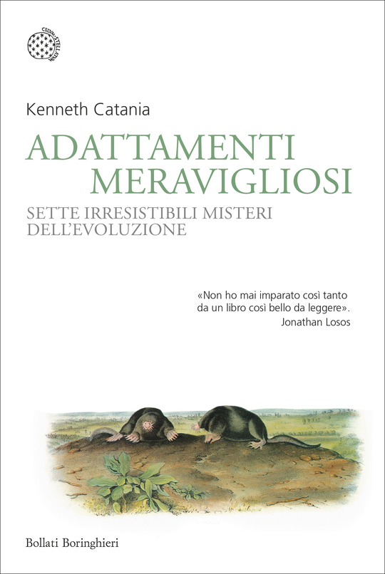 adattamenti meravigliosi, saggio di kenneth catania