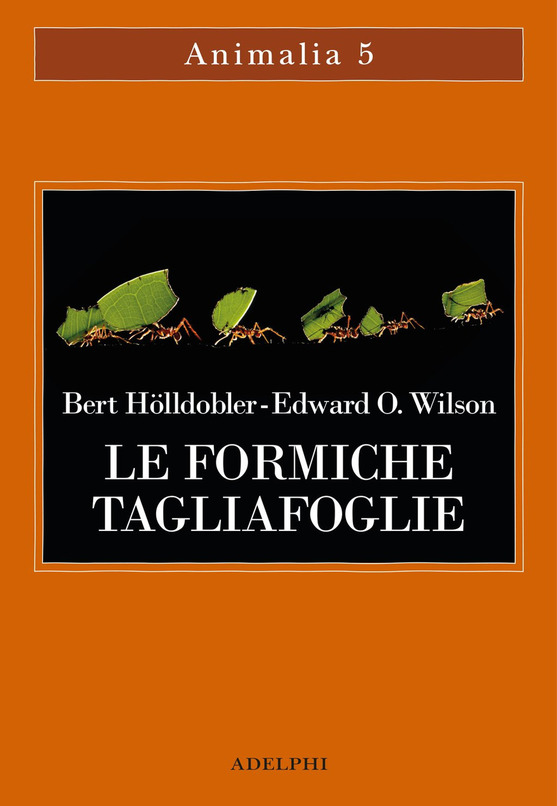 le formiche tagliafoglie di Holldobler e Wilson