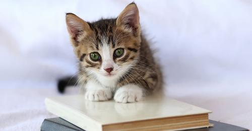libri sui gatti