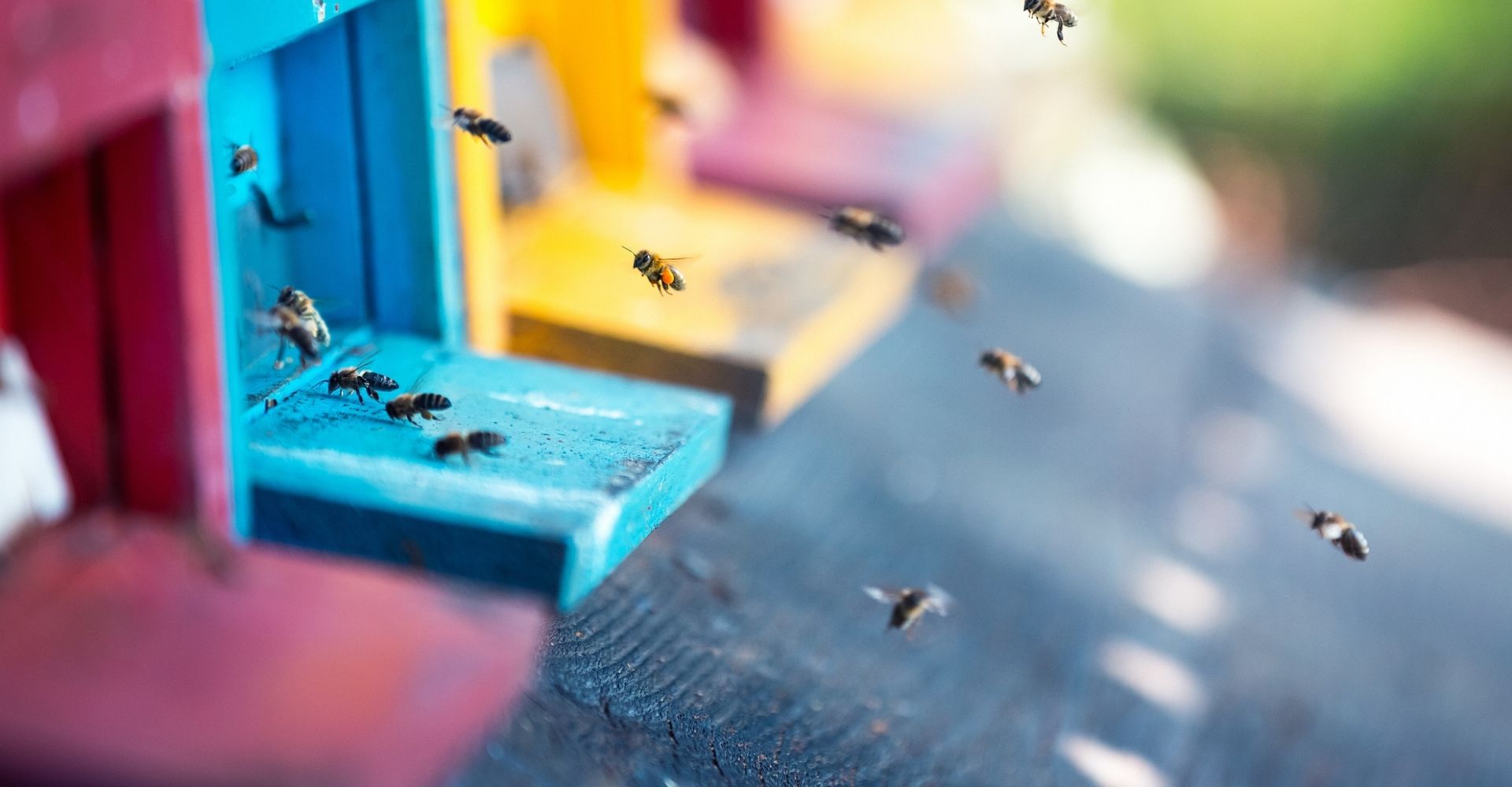Delle arnie colorate da cui entrano ed escono delle api