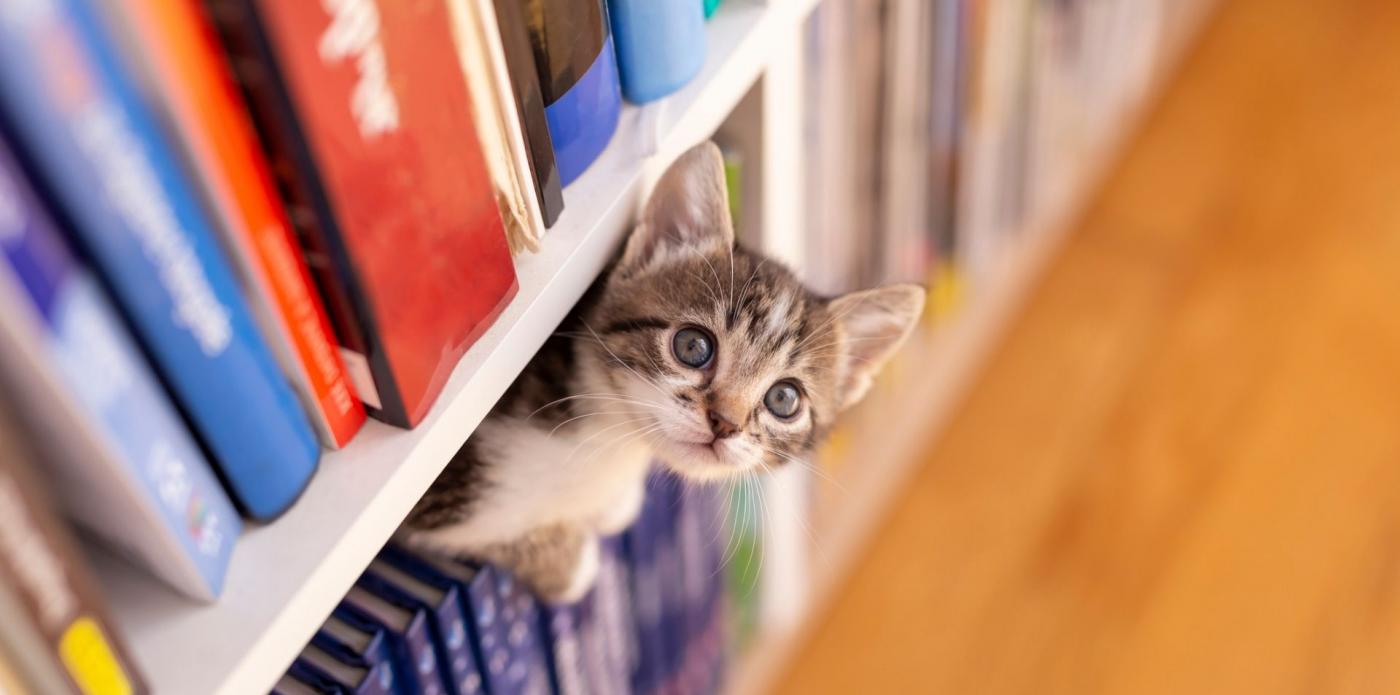 Leggere tra fusa e miagolii: una libreria in Provenza apre le porte ai gatti senza casa