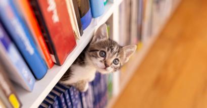 Leggere tra fusa e miagolii: una libreria in Provenza apre le porte ai gatti senza casa