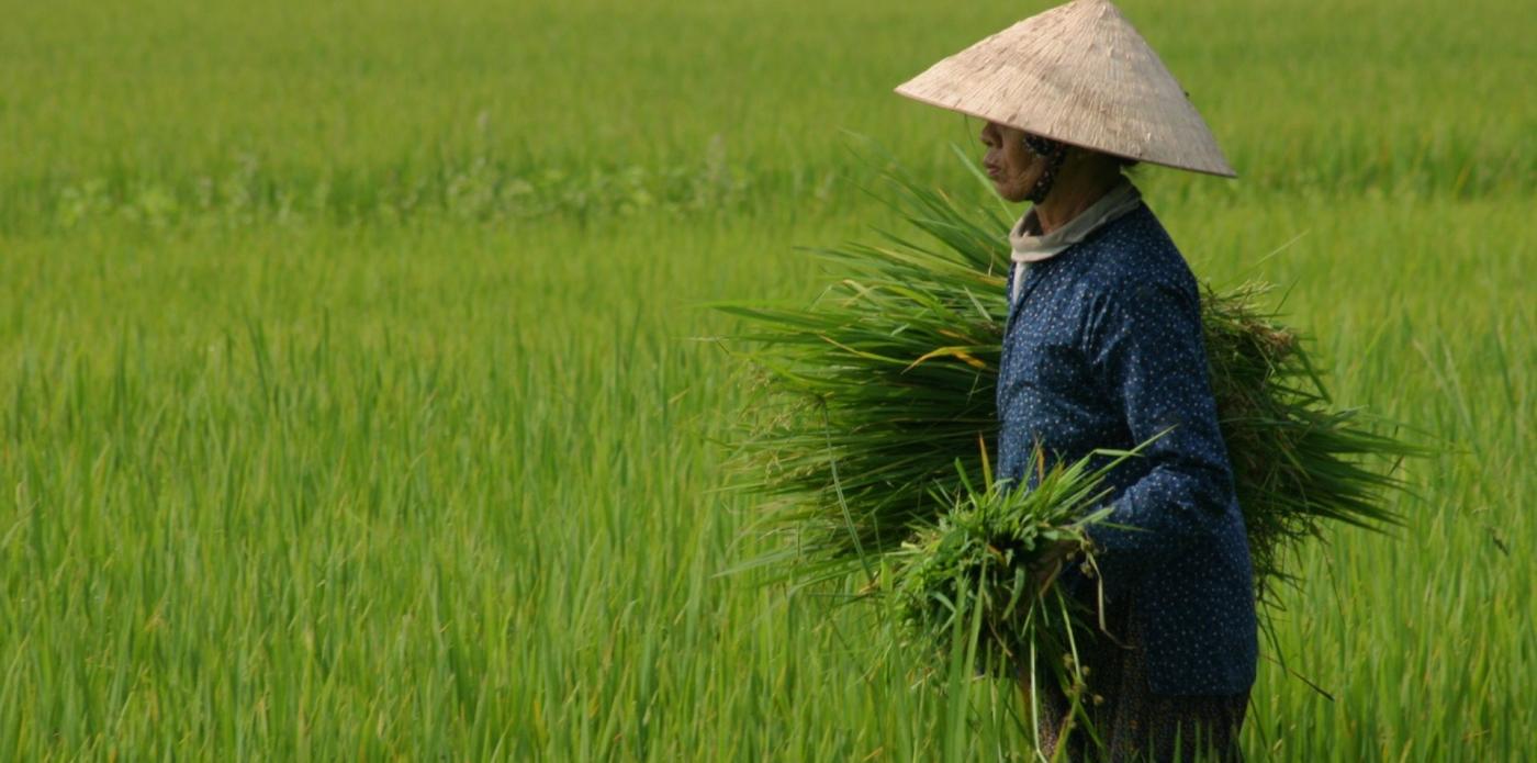 risaie vietnam