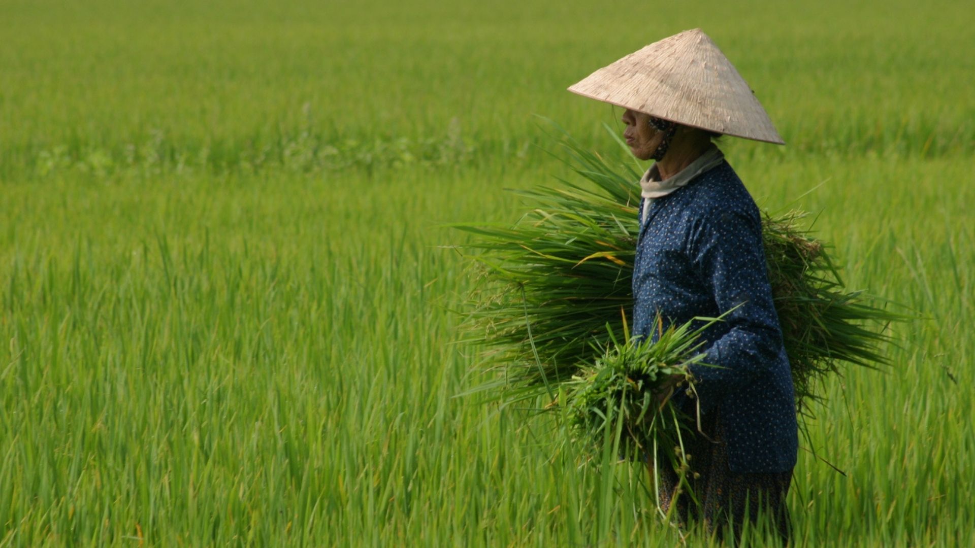 Libri: il successo della saga vietnamita "Quando le montagne cantano"