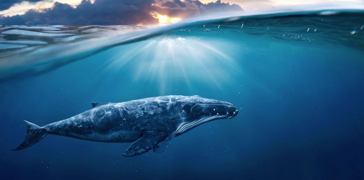 la balena alla fine del mondo