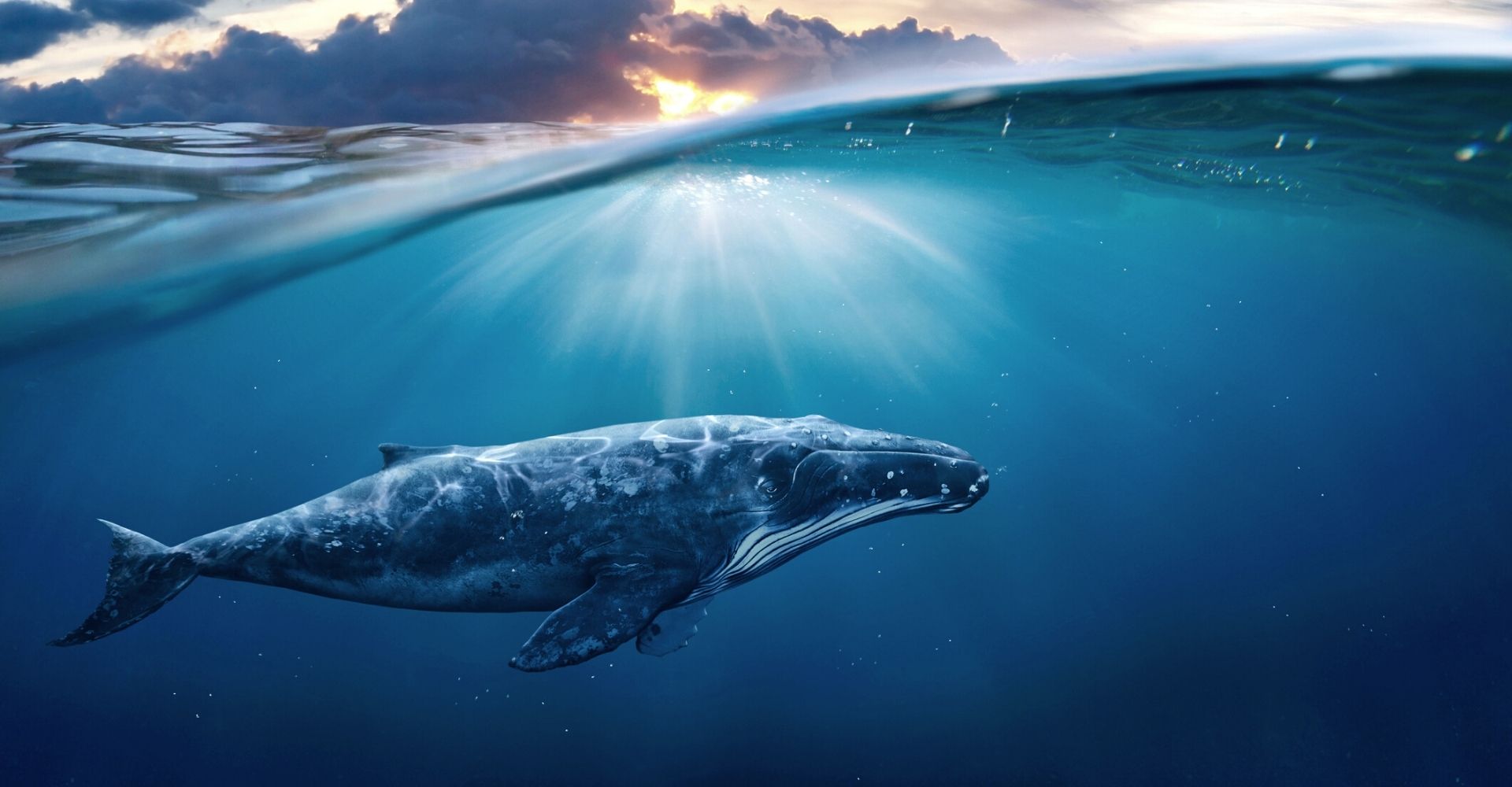 "La balena alla fine del mondo" di John Ironmonger: finché c’è Natura, c’è speranza