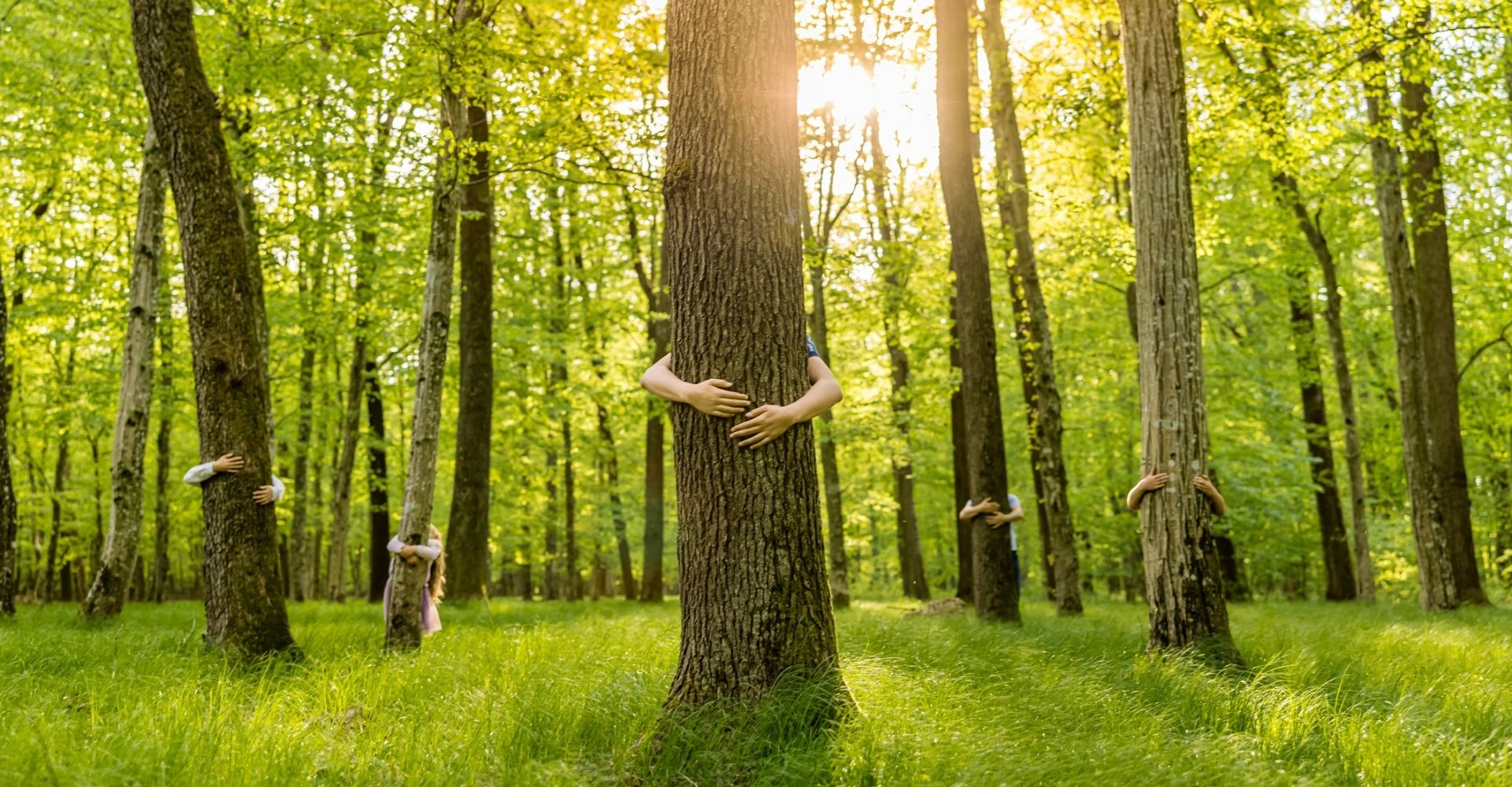 Libri per chi ama gli alberi (e vorrebbe proteggerli)