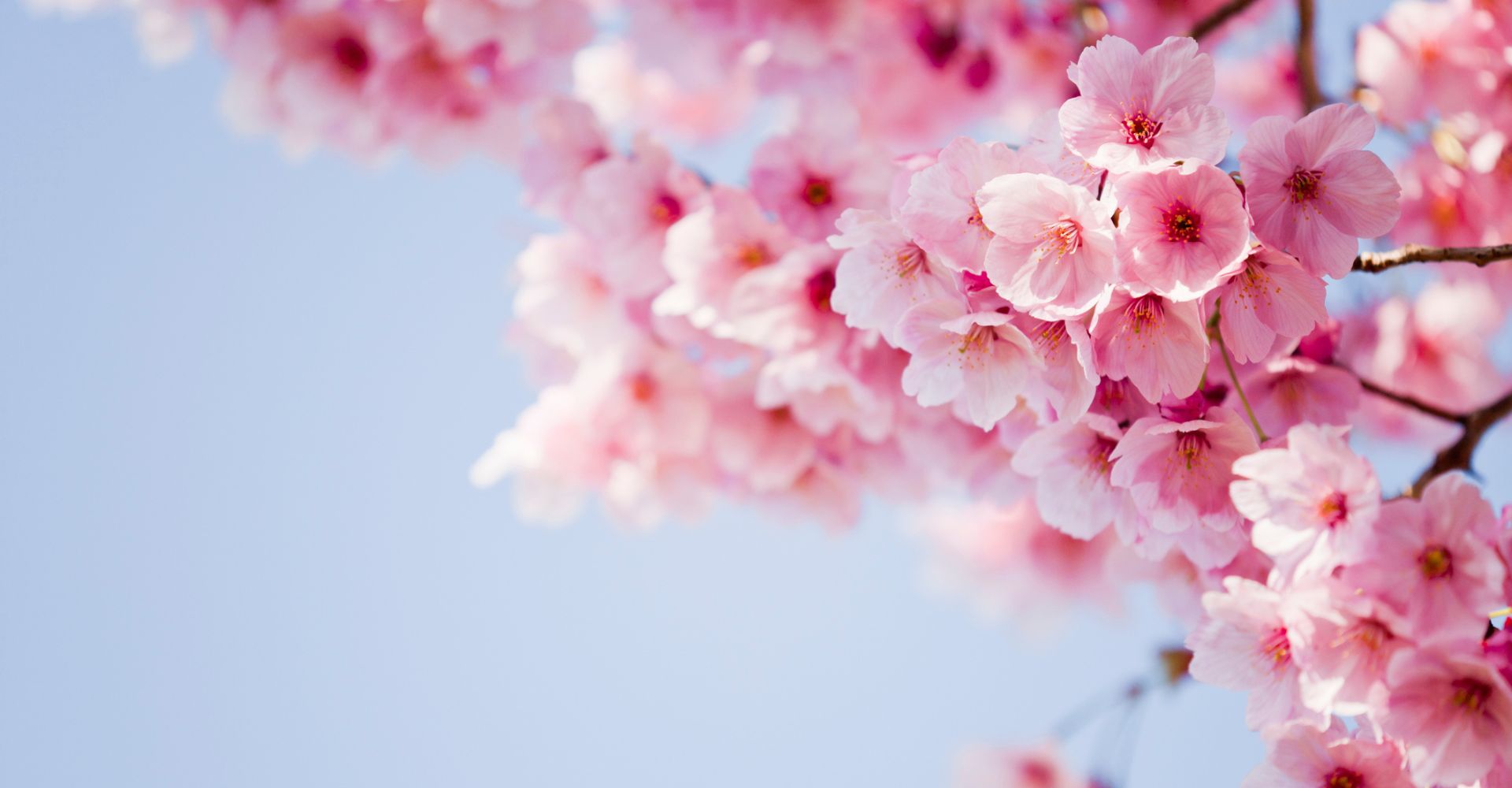 I rami di un albero in fiore durante la primavera