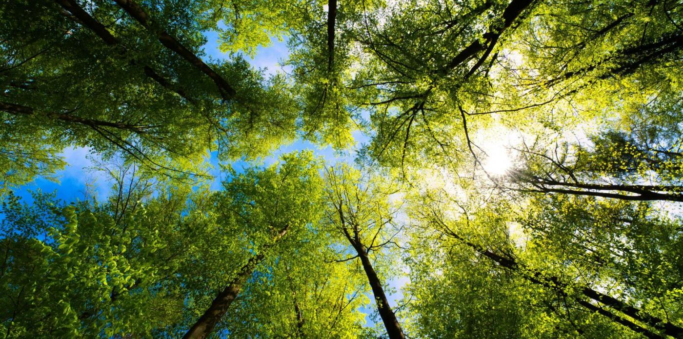 libri per la giornata internazionale delle foreste