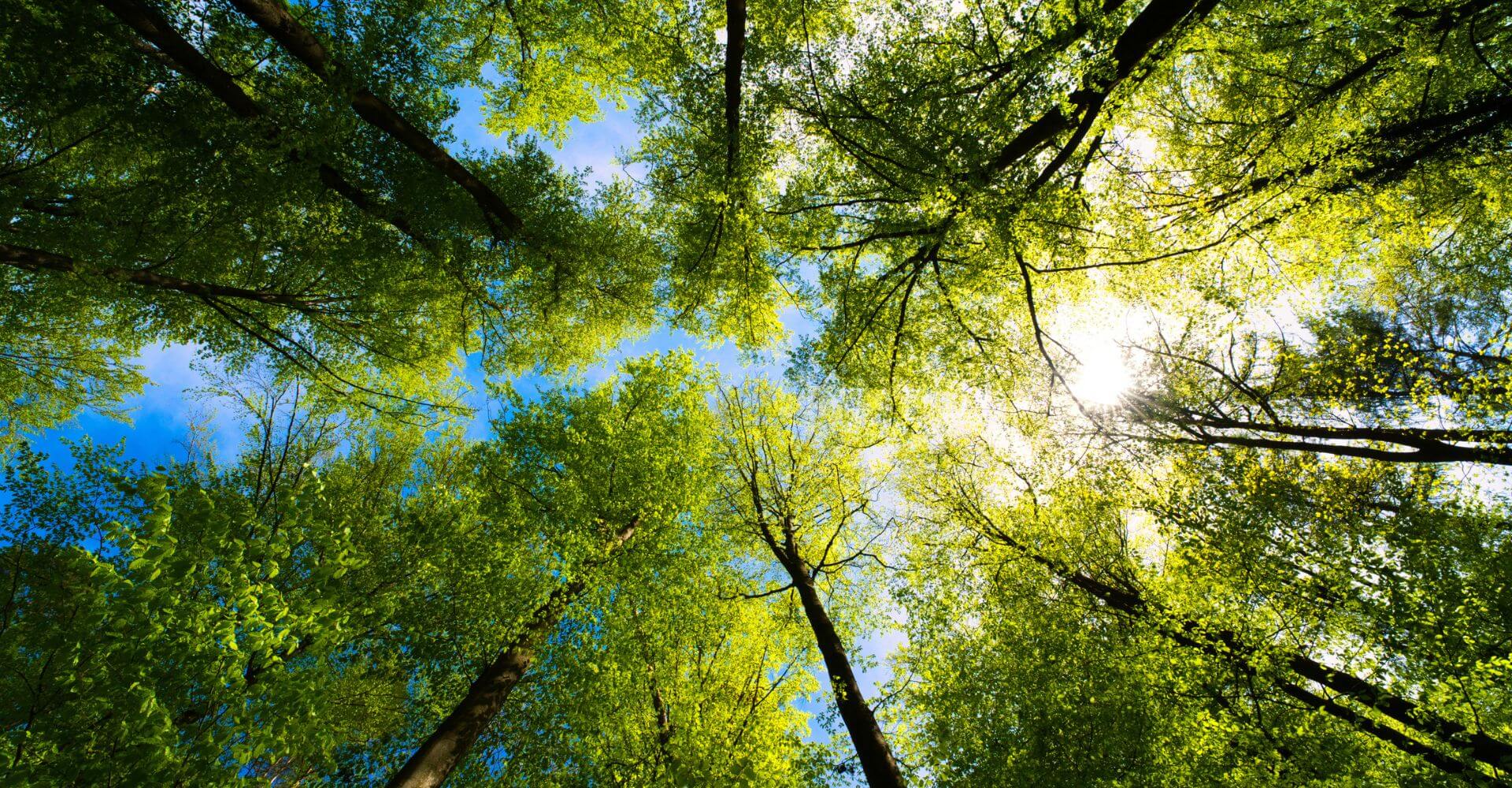 Libri per conoscere (e difendere) boschi e foreste
