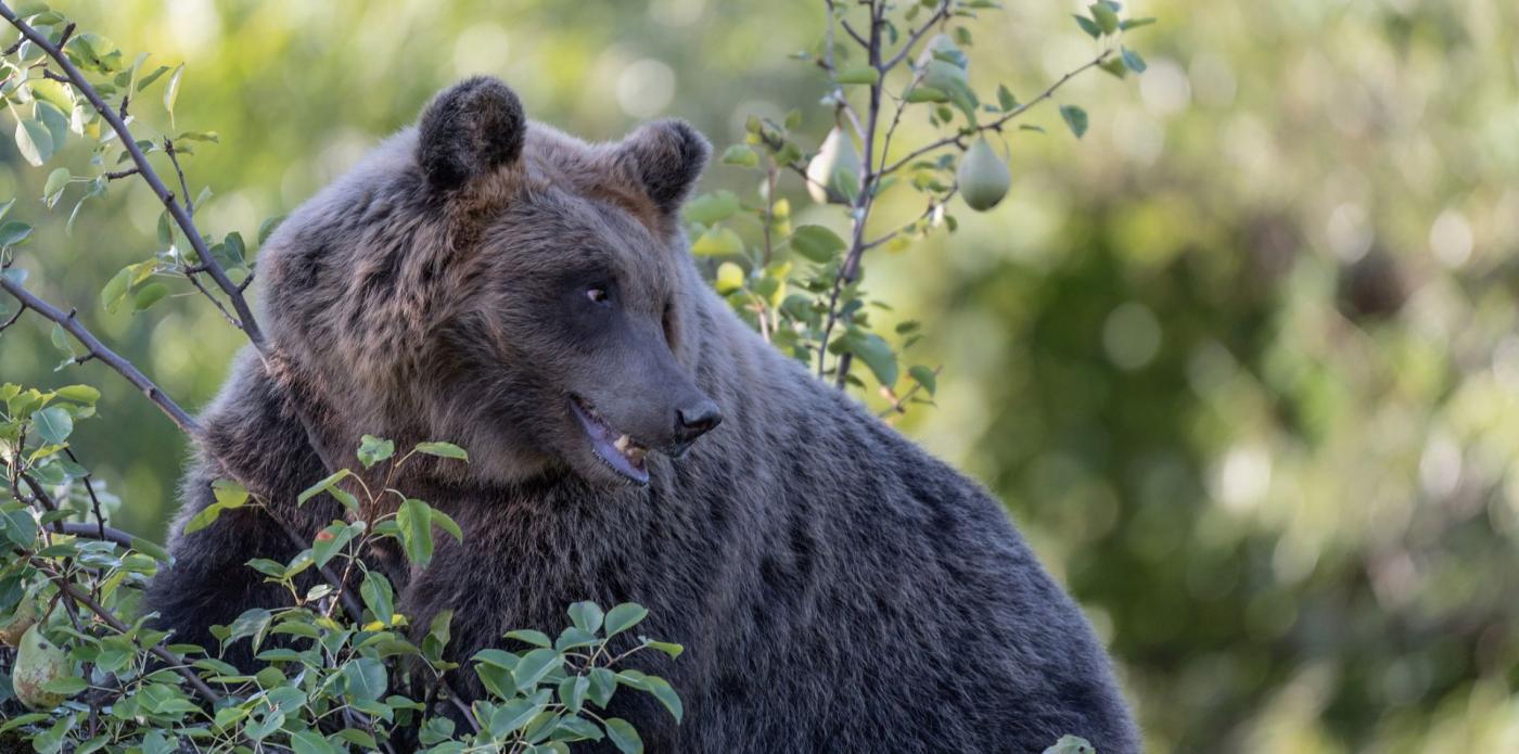 Facciamoci ispirare dagli orsi: cosa l’uomo può imparare da questi animali – di Giuseppe Festa