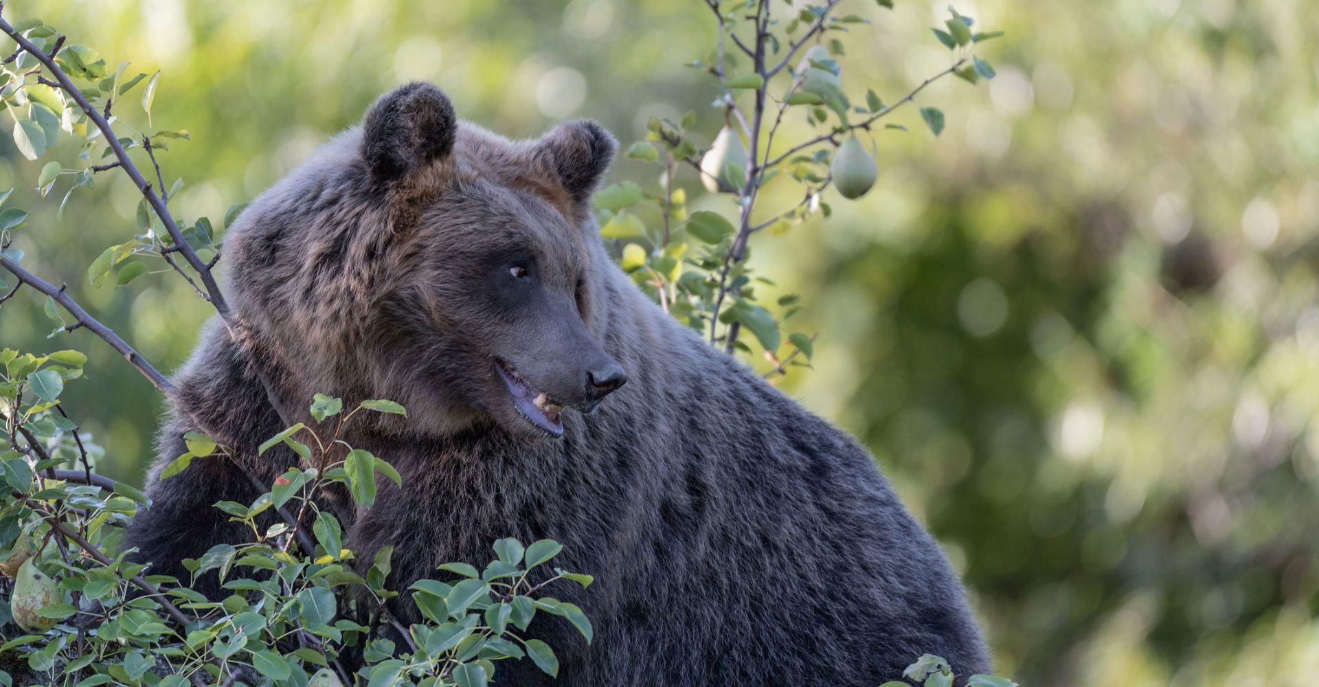 Facciamoci ispirare dagli orsi: cosa l'uomo può imparare da questi animali - di Giuseppe Festa