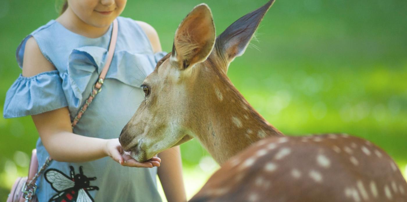 L'immagine in evidenza dell'articolo, una bambina fa amicizia con un cerbiatto
