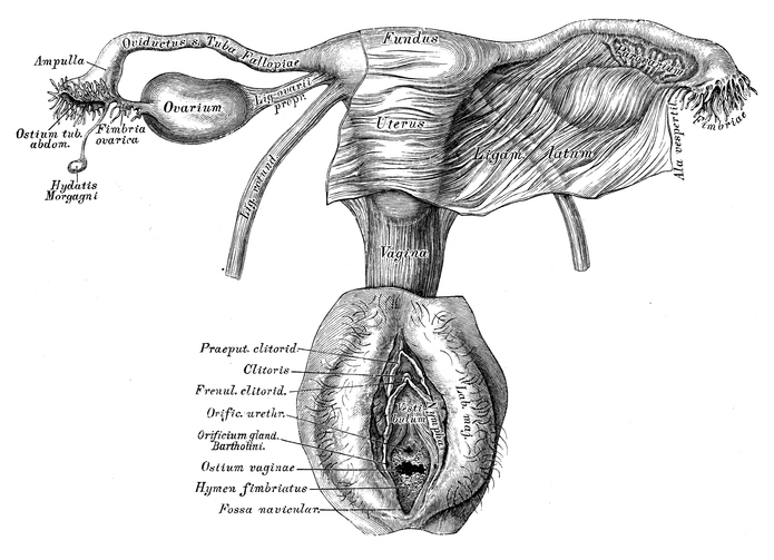 Utero