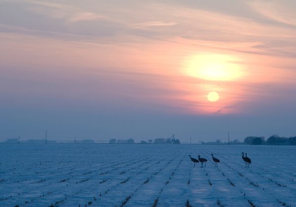 Nebrasca, campo coperto di neve, animali, uccelli, tramondo, luce tra le nuvole