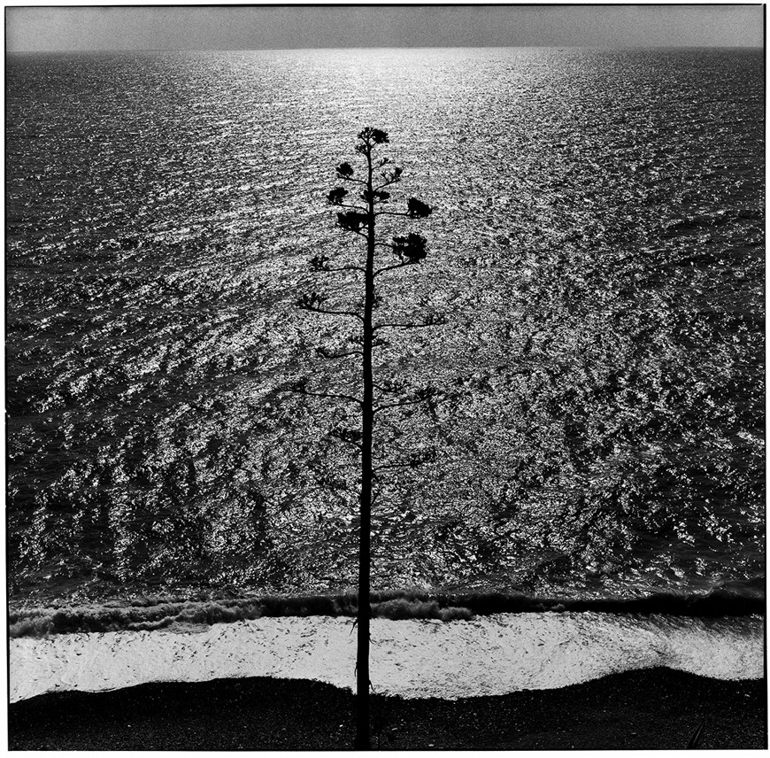 foto Ugo Mulas Montale