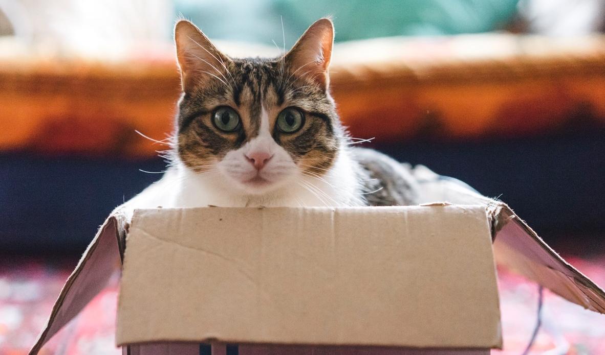 “Un gatto per i giorni difficili”: una toccante storia sul potere curativo dei gatti