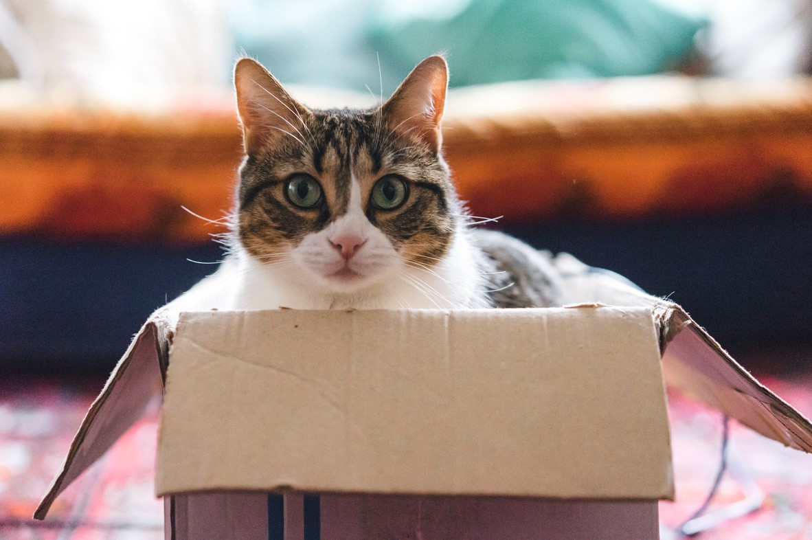 "Un gatto per i giorni difficili": una toccante storia sul potere curativo dei gatti